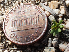 Dodecahema leptoceras