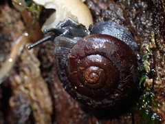 Ramogenia challengeri