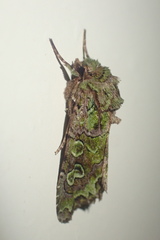 Ichneutica chlorodonta