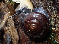 Ramogenia challengeri