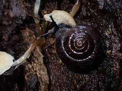Ramogenia challengeri
