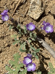 Phacelia davidsonii