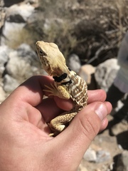 Crotaphytus vestigium