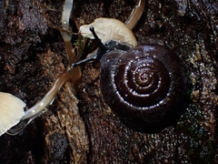 Ramogenia challengeri