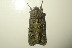 Ichneutica chlorodonta