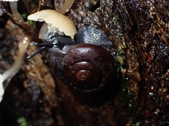 Ramogenia challengeri
