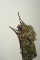 Ichneutica chlorodonta