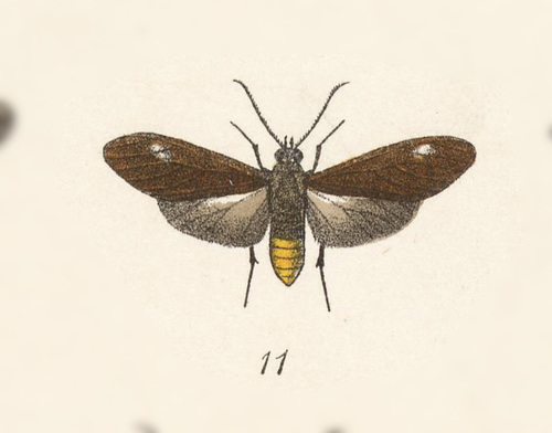 Eucereon lutetia