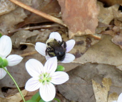 Andrena carlini