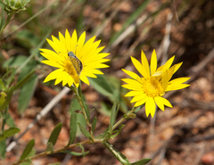 Xanthisma texanum drummondii