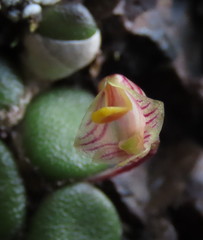 Dendrobium lichenastrum