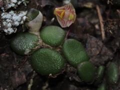 Dendrobium lichenastrum