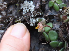 Dendrobium lichenastrum