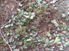 Dendrobium lichenastrum