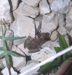 Eleutherodactylus planirostris