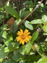 Sphagneticola trilobata
