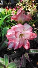 Hippeastrum vittatum