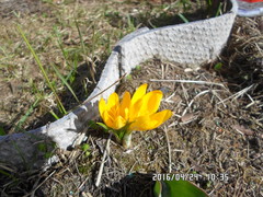 Crocus flavus