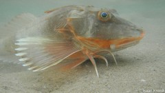 Prionotus horrens