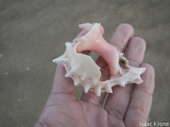 Phyllonotus erythrostomus