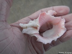 Phyllonotus erythrostomus