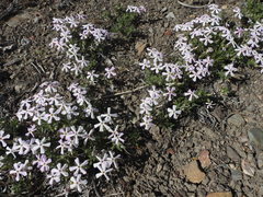 Phlox stansburyi