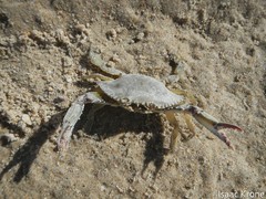 Callinectes arcuatus