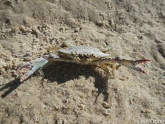 Callinectes arcuatus