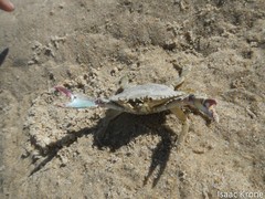 Callinectes arcuatus