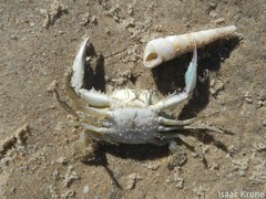 Callinectes arcuatus