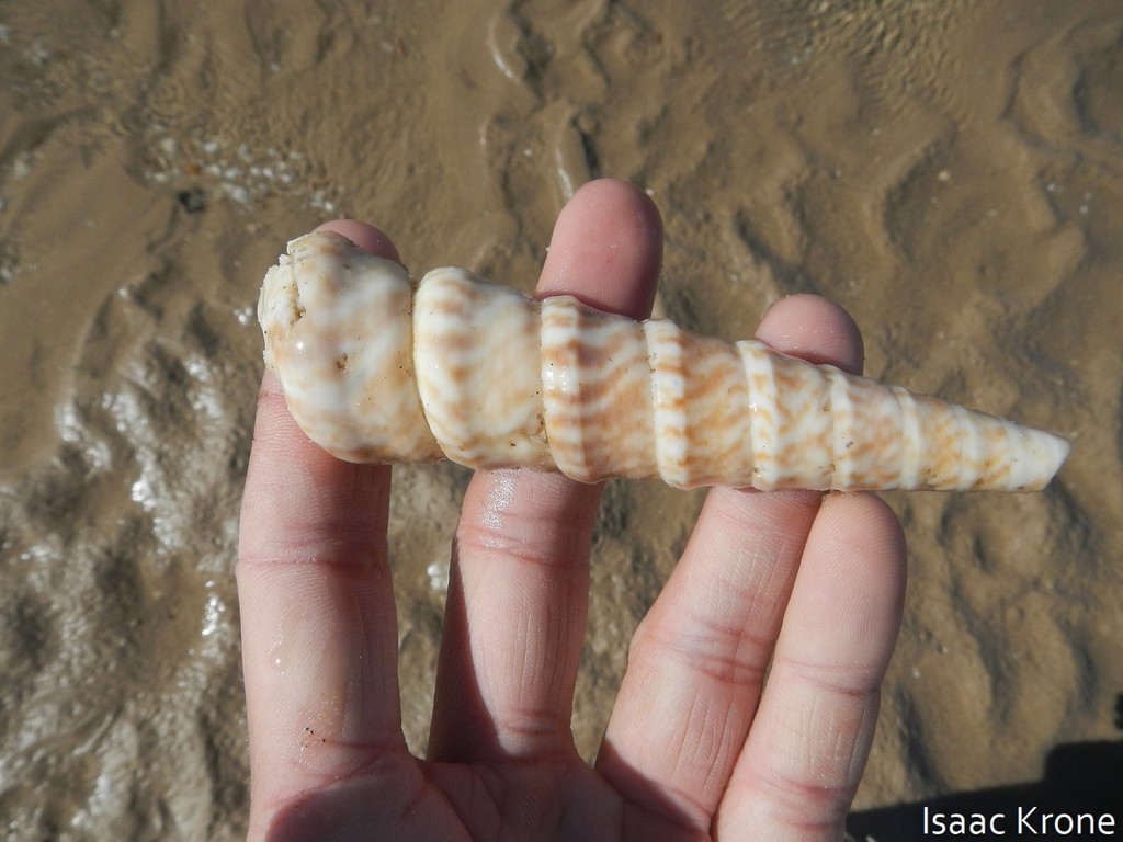 Turritella anactor