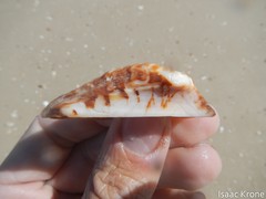 Arca pacifica