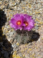 Thelocactus bicolor