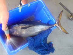 Southern Bluefin Tuna photo 4