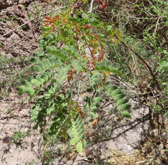 Leucaena retusa