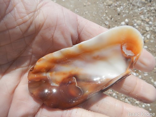 Carditamera bajaensis