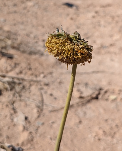 Image of Enceliopsis argophylla by (c) Dominic Gentilcore, some rights reserved (CC BY)
