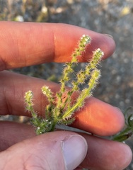 Cryptantha microstachys