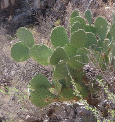 Opuntia rufida