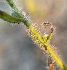Cryptantha microstachys