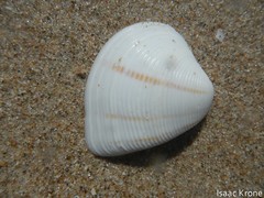 Lamelliconcha concinna