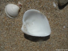 Lamelliconcha concinna