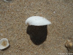 Lamelliconcha concinna