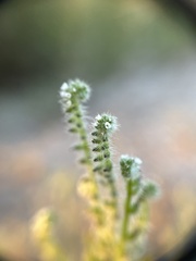 Cryptantha microstachys