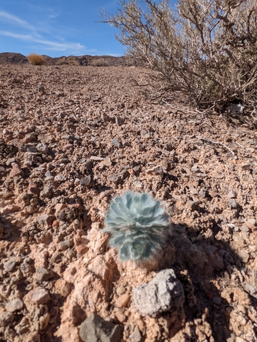 Image of Arctomecon californica by (c) Dominic Gentilcore, some rights reserved (CC BY)