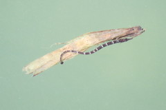 Syngnathus scovelli