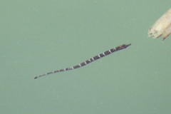 Syngnathus scovelli