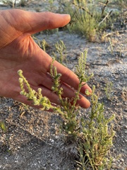 Cryptantha microstachys