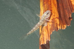 Microgobius gulosus