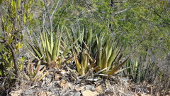 Agave kerchovei